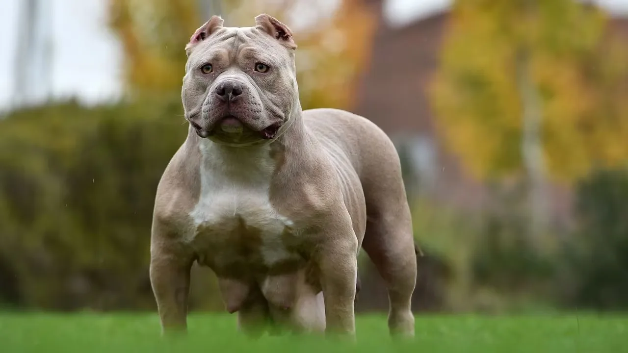 Una mujer de 82 años, grave tras un ataque de pitbull en Villa Allende: el perro ya tenía denuncias