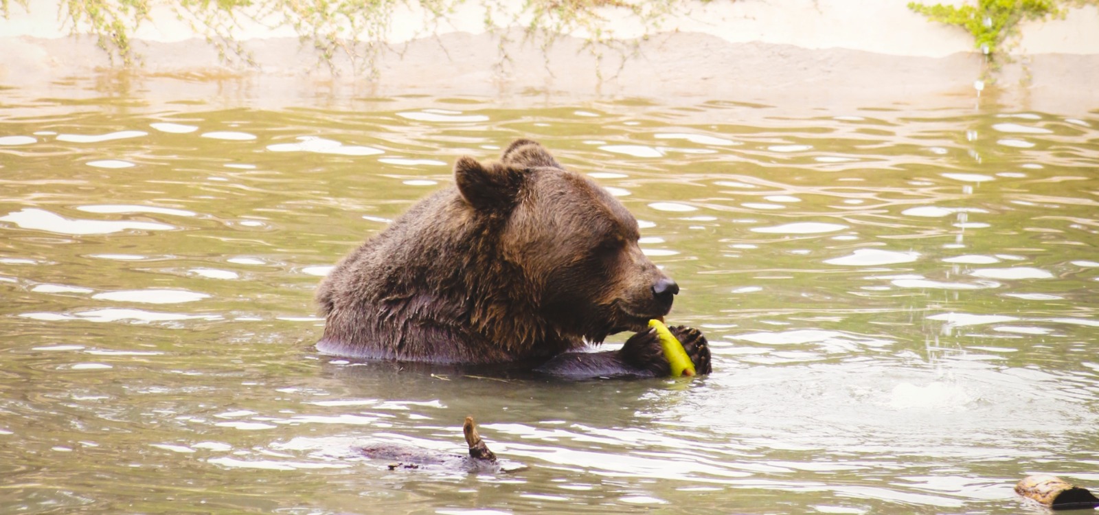 Preocupación en el Parque de la Biodiversidad por la salud de Koda, el oso pardo que combate un tumor maligno